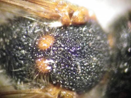Réf. 253 636 : Nomada zonata